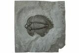 Arctinurus Trilobite w/ Bite Marks - Classic New York Trilobite #232136-1